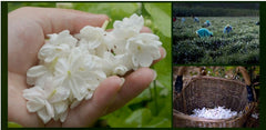 Skin Care Plant Essential Oil